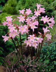 Amaryllis Belladonna Major